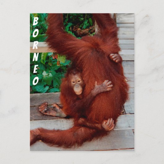Borneo orangutan briefkaart (Voorkant)