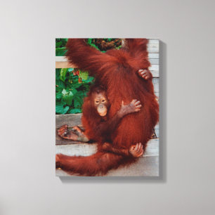 Borneo orangutan canvas afdruk
