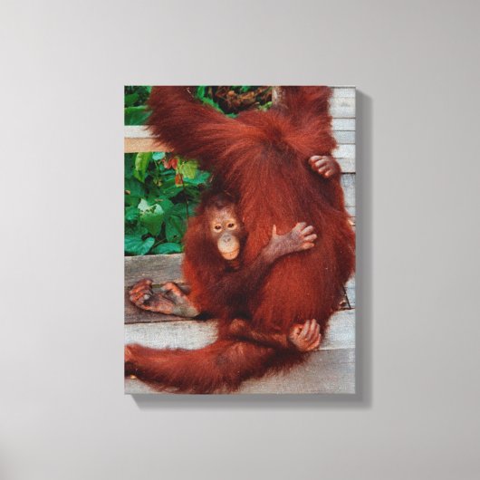 Borneo orangutan canvas afdruk (Voorkant)