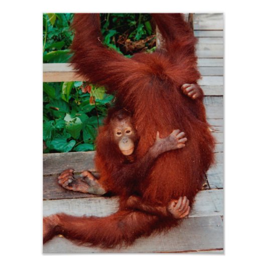 Borneo orangutan foto afdruk (Voorkant)