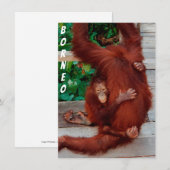 Borneo orangutan-kaart (Voorkant / Achterkant)