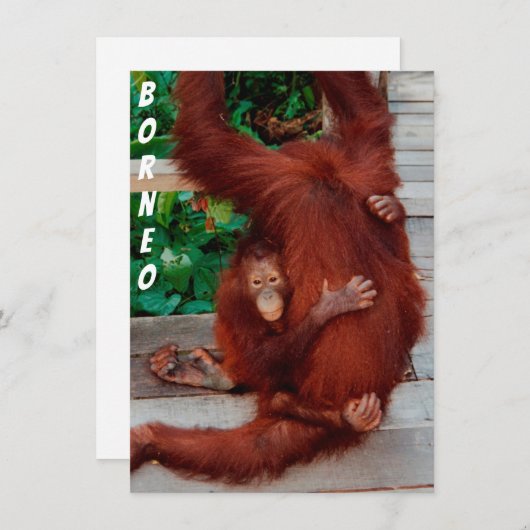 Borneo orangutan-kaart (Voorkant / Achterkant)