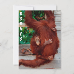 Borneo orangutan-kaart