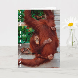 Borneo orangutan Kaart