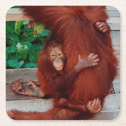 Borneo orangutan kartonnen onderzetters (Voorkant)