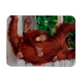 Borneo orangutan magneet (Horizontaal)