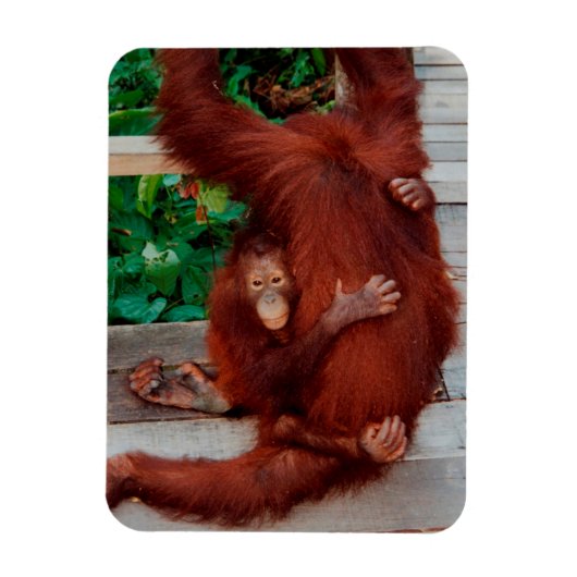 Borneo orangutan magneet (Verticaal)