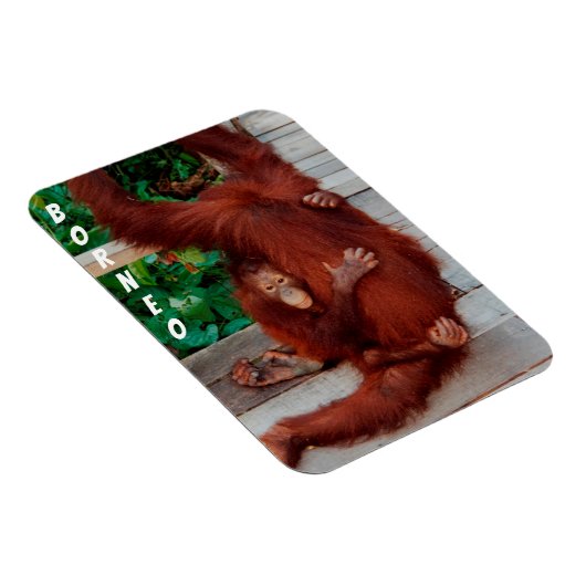 Borneo orangutan magneet (Rechterzijde)