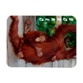 Borneo orangutan magneet (Horizontaal)
