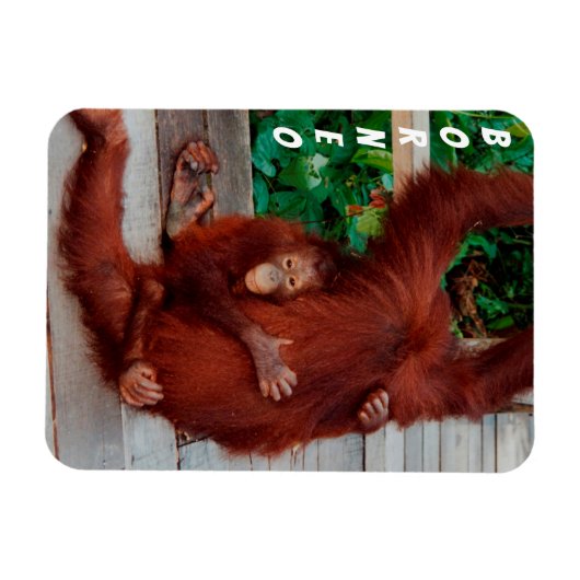 Borneo orangutan magneet (Horizontaal)