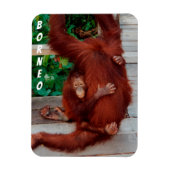 Borneo orangutan magneet (Verticaal)