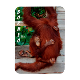 Borneo orangutan magneet