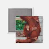 Borneo orangutan magneet (Voorkant / Achterkant)