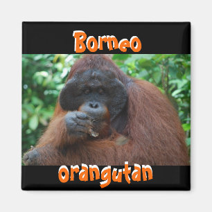 Borneo Orangutan Male in Oerwoud Magneet