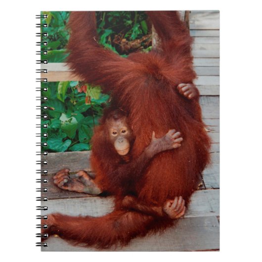 Borneo orangutan notitieboek (Voorkant)