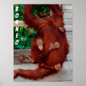 Borneo orangutan poster (Voorkant)