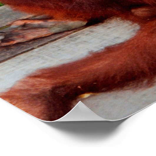 Borneo orangutan poster (Hoek)