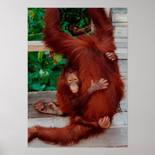 Borneo orangutan poster (Voorkant)