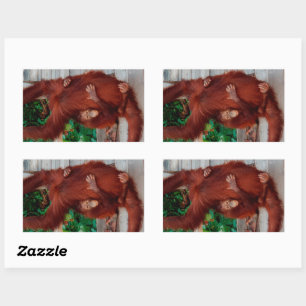 Borneo orangutan rechthoekige sticker