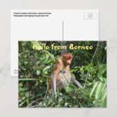 Borneo Proboscis aap Indonesië Wildlife Briefkaart (Voorkant / Achterkant)