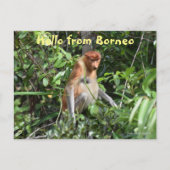 Borneo Proboscis aap Indonesië Wildlife Briefkaart (Voorkant)