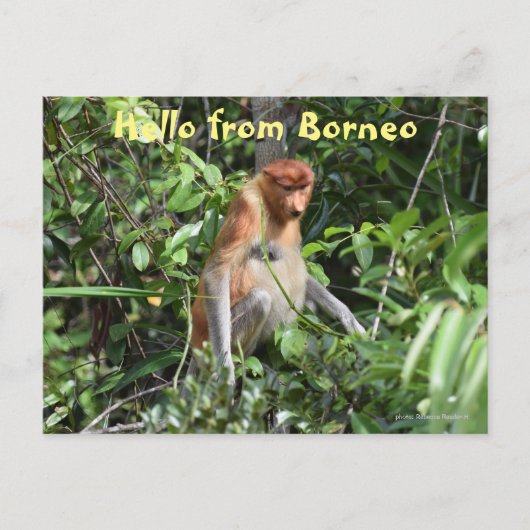 Borneo Proboscis aap Indonesië Wildlife Briefkaart (Voorkant)