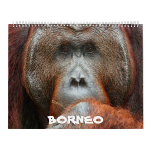 Borneo Rainforest Calendar Kalender
