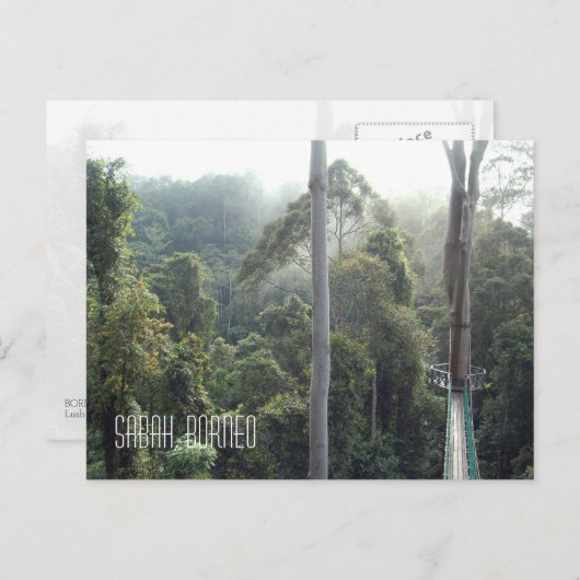 Borneo Rainforest Oerwoud Treetops Landschap Foto Briefkaart (Voorkant / Achterkant)