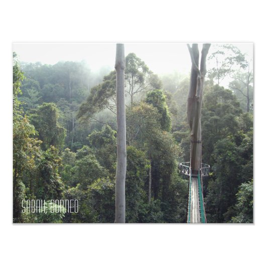 Borneo Rainforest Oerwoud Treetops Sabah Foto Afdruk (Voorkant)