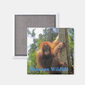 Borneo Wildlife Magneet (Voorkant / Achterkant)
