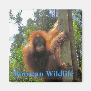 Borneo Wildlife Magneet