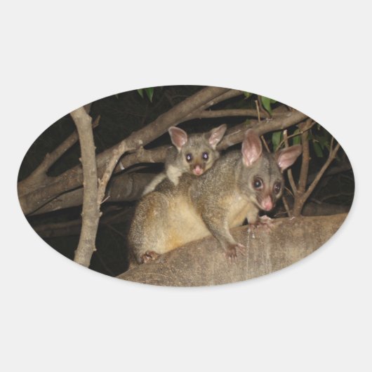 Borstelstaart Possums Ovale Sticker (Voorkant)