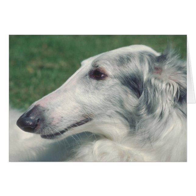 Borzoi (Voorkant Horizontaal)