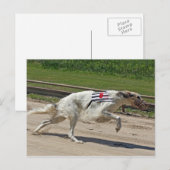 borzoi briefkaart (Voorkant / Achterkant)