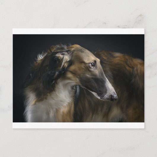 borzoi briefkaart (Voorkant)