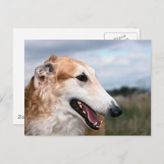 Borzoi Briefkaart (Voorkant / Achterkant)