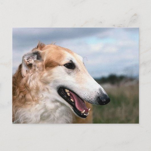 Borzoi Briefkaart (Voorkant)