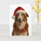 Borzoi (brown and white) Santa hat Christmas card Kaart (Gele Bloem)