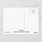 "Borzoi" Dog Photography Briefkaart (Achterkant)