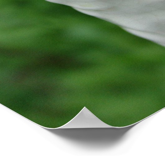 Borzoi Figurine Poster (Hoek)