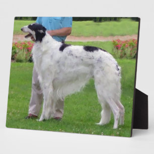 Borzoi Portret Fotoplaat