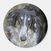 Borzoi Reddingshond Magneet (Voorkant)