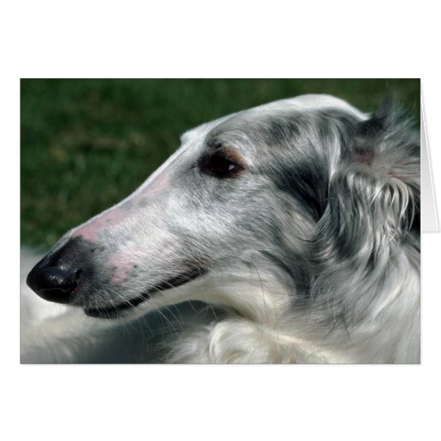 Borzoi, Russische Wolfhound (Voorkant Horizontaal)