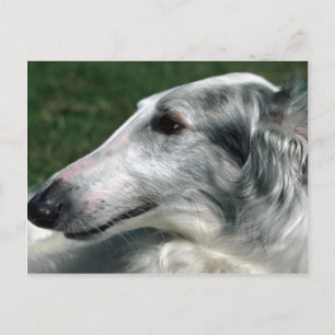 Borzoi, Russische Wolfhound Briefkaart
