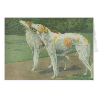 Borzoi (Russische wolfshond)