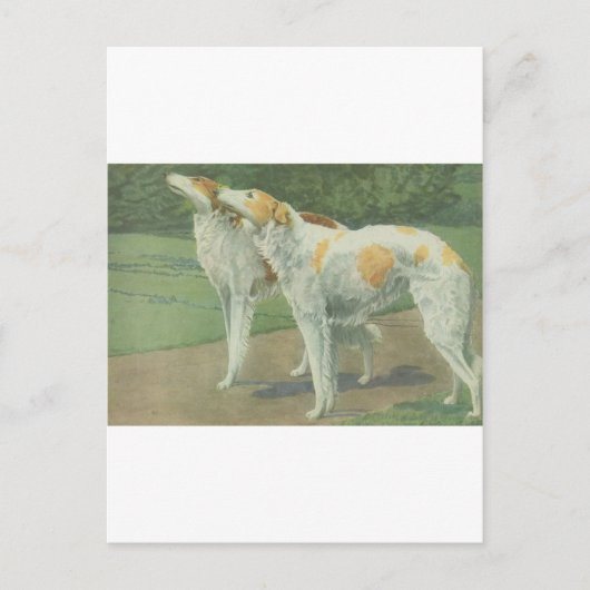 Borzoi (Russische wolfshond) Briefkaart (Voorkant)