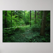 Bos3 Poster (Voorkant)