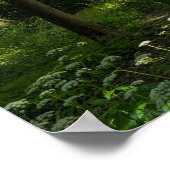 Bos. Blackweir Bossen, Bute Park, Cardiff Poster (Hoek)