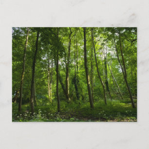 Bos. Blackweir Bossen, Bute Park, Cardiff, Wal Briefkaart