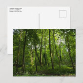 Bos. Blackweir Bossen, Bute Park, Cardiff, Wal Briefkaart (Voorkant / Achterkant)